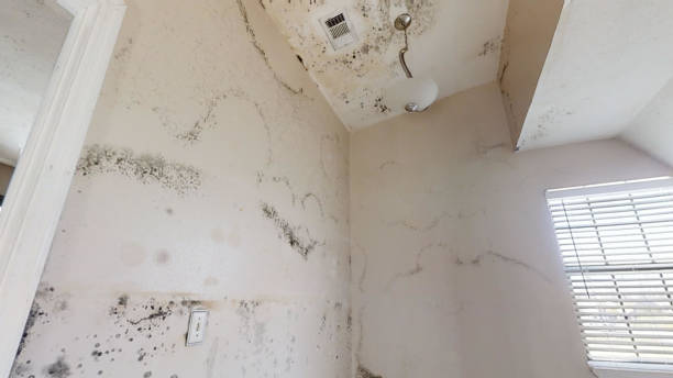 Best Mold Prevention Services  in Rockmart, GA