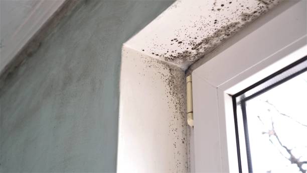 Best Water Damage & Mold Remediation  in Rockmart, GA
