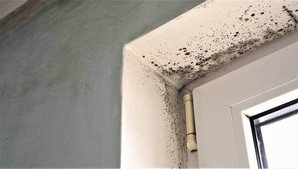 Best Mold-Related Health Consultation  in Rockmart, GA