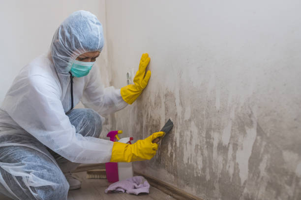 Best Mold Damage Restoration  in Rockmart, GA