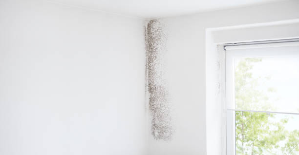 Best Asbestos and Lead Testing During Mold Inspection  in Rockmart, GA