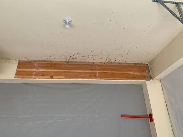 Best Black Mold Removal  in Rockmart, GA