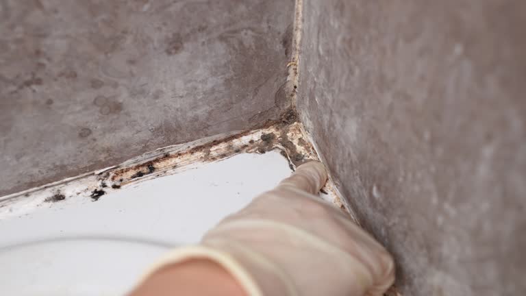 Best Residential Mold Inspection & Testing  in Rockmart, GA